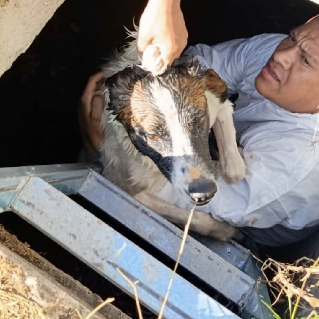 Perro Rescatado Caída Cisterna Santa María Tonantzintla San Andrés Cholula Puebla