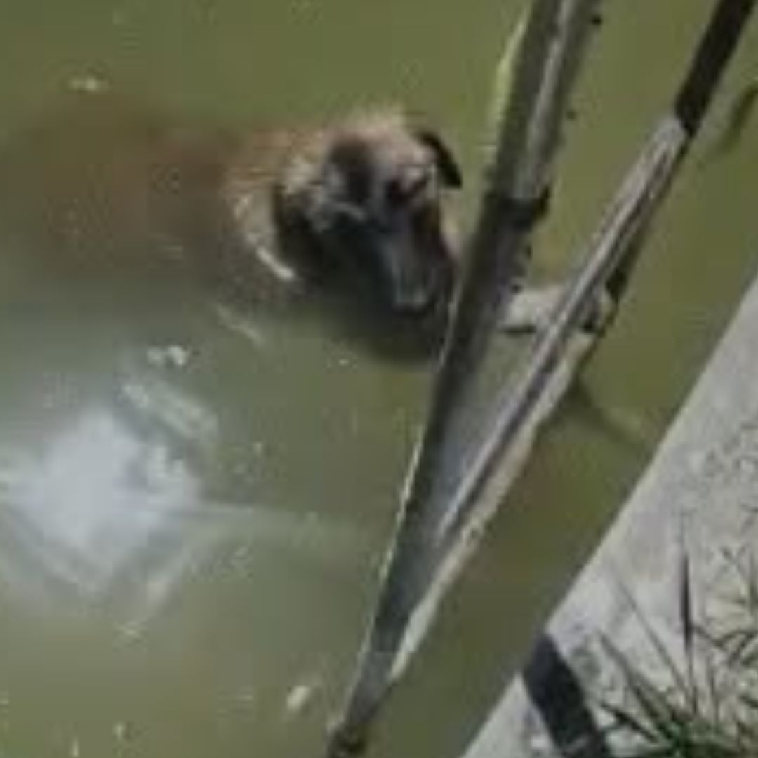 Perro Rescatado Atrapado Estanque Camino Viejo a Ocotlán Coronango Puebla