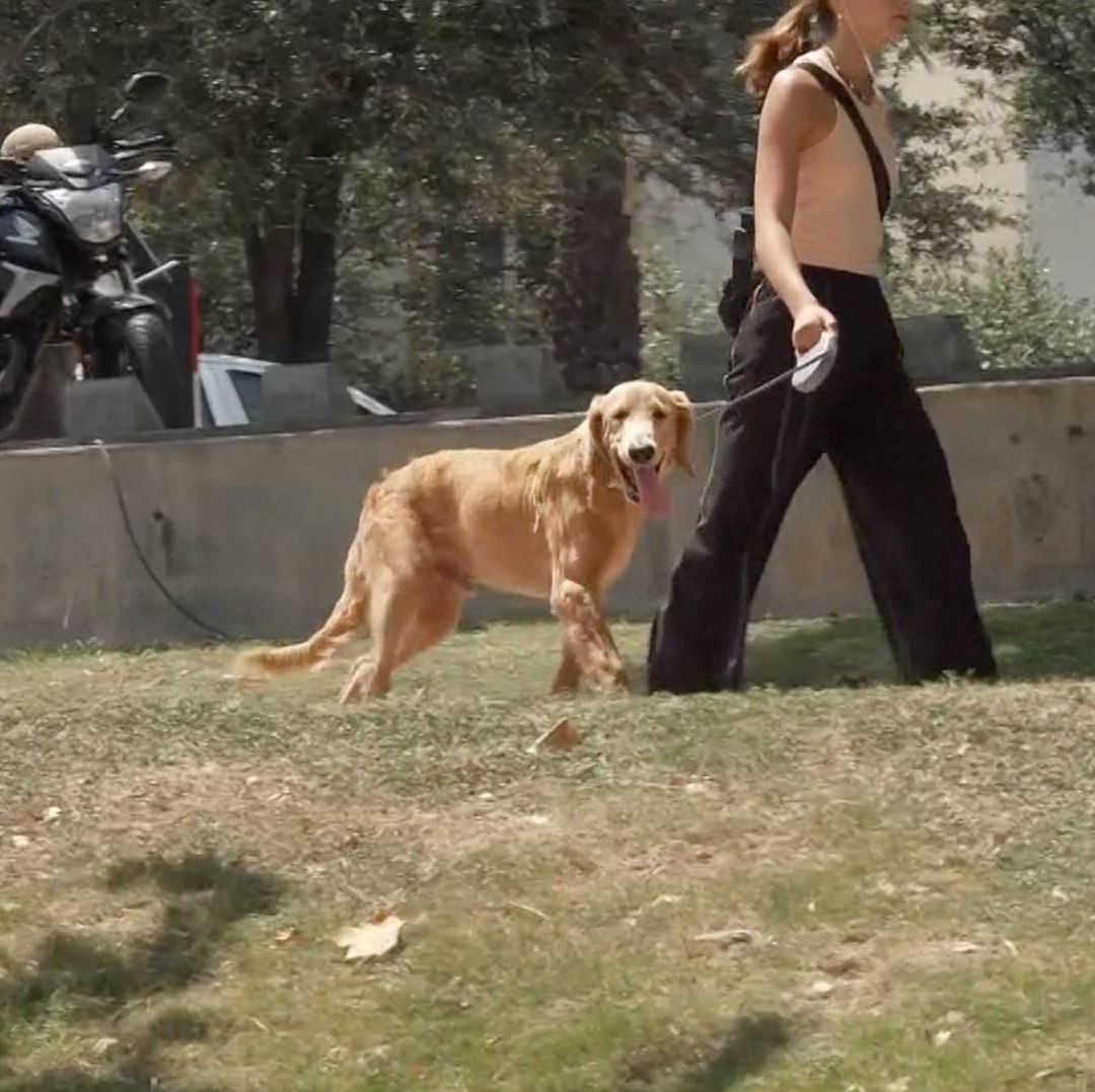 Perro paseando en parque de San Pedro Garza García