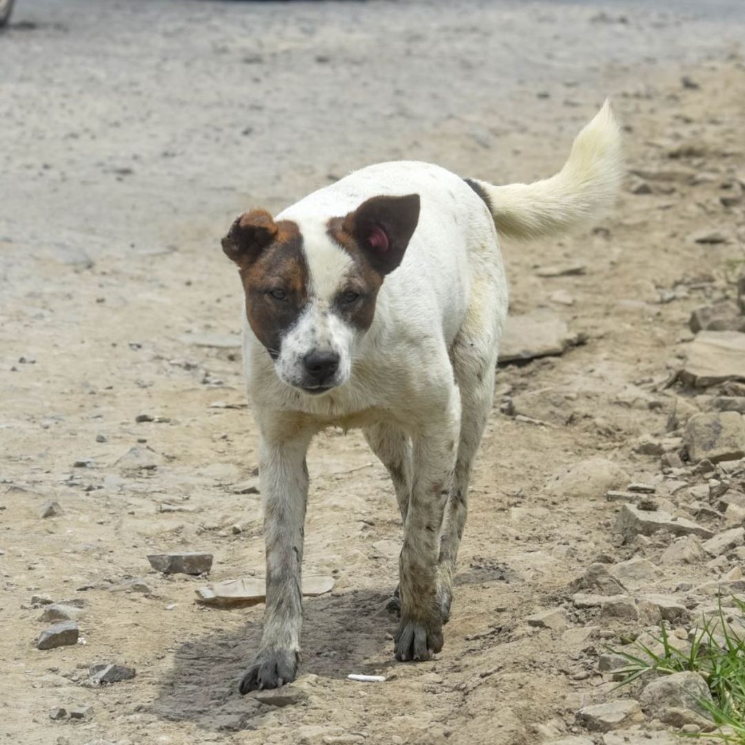 En Naucalpan denuncian el Hallazgo de Perros Muertos dentro de Bolsas