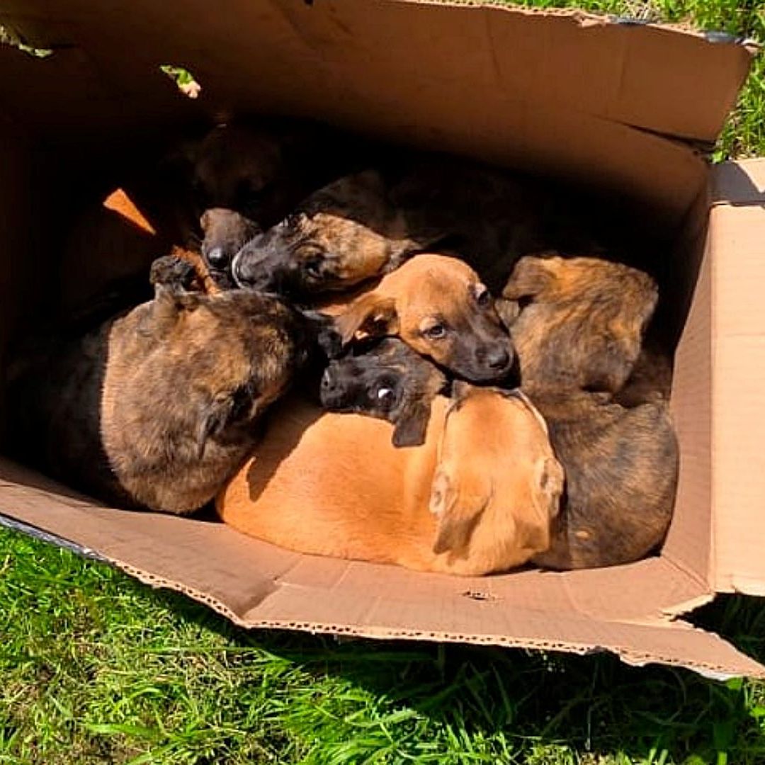 Cachorritos abandonados en una caja de cartón en Tlalpan. Foto: SSC