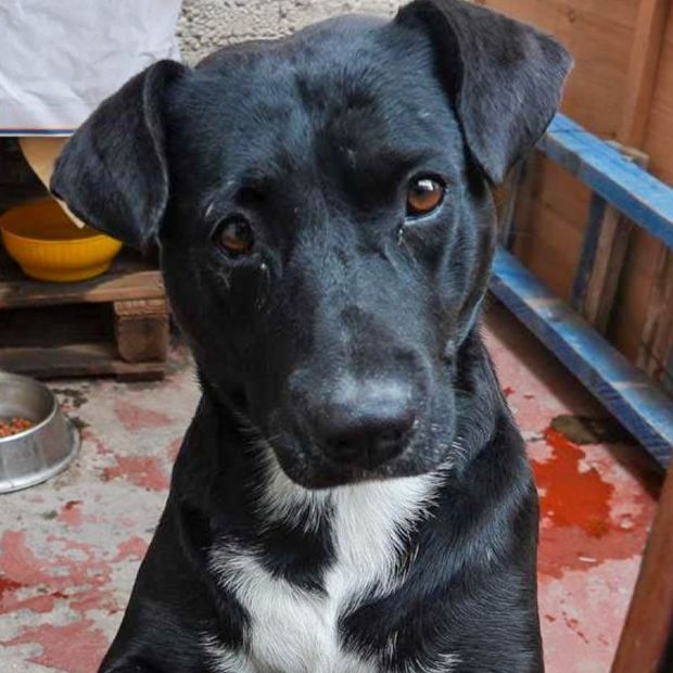 Esto debes hacer para denunciar el envenenamiento de perros o gatos en CDMX