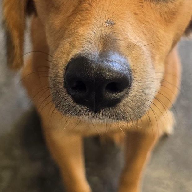 Envenenamiento de cuatro perros en Tehuacán, Puebla.