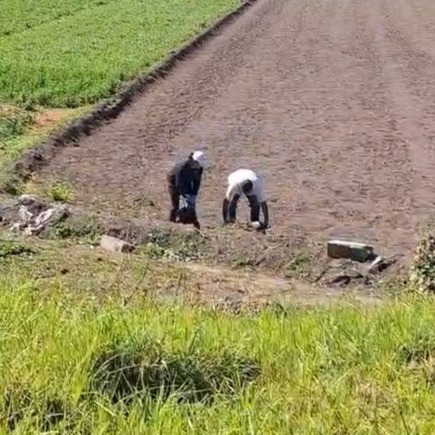 Hallan a cinco perros muertos en terrenos de cultivo de San Martín Texmelucan, Puebla.