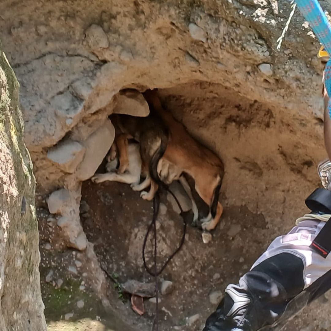 Cinco Perros Rescatados Barranca 20 Metros Chalchicomula de Sesma Puebla
