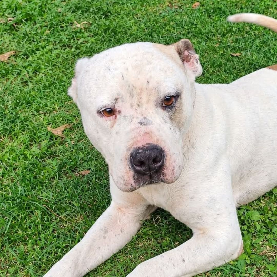 Dos Perros Morgan Queen Abandonados Asegurados Maltrato Animal Colonia Guadalupe Caleras Puebla