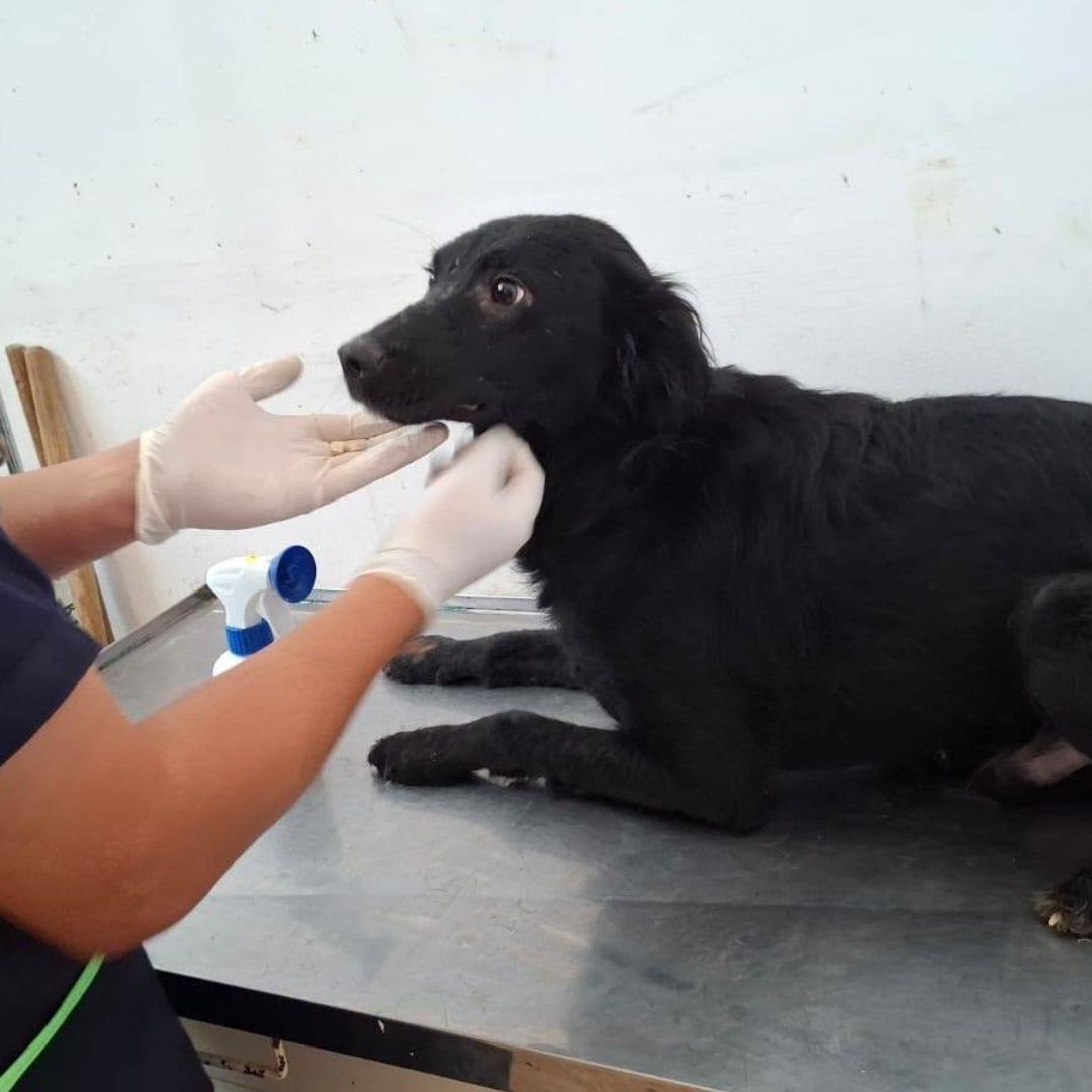 Instituto de Bienestar Animal recata a 13 perros.