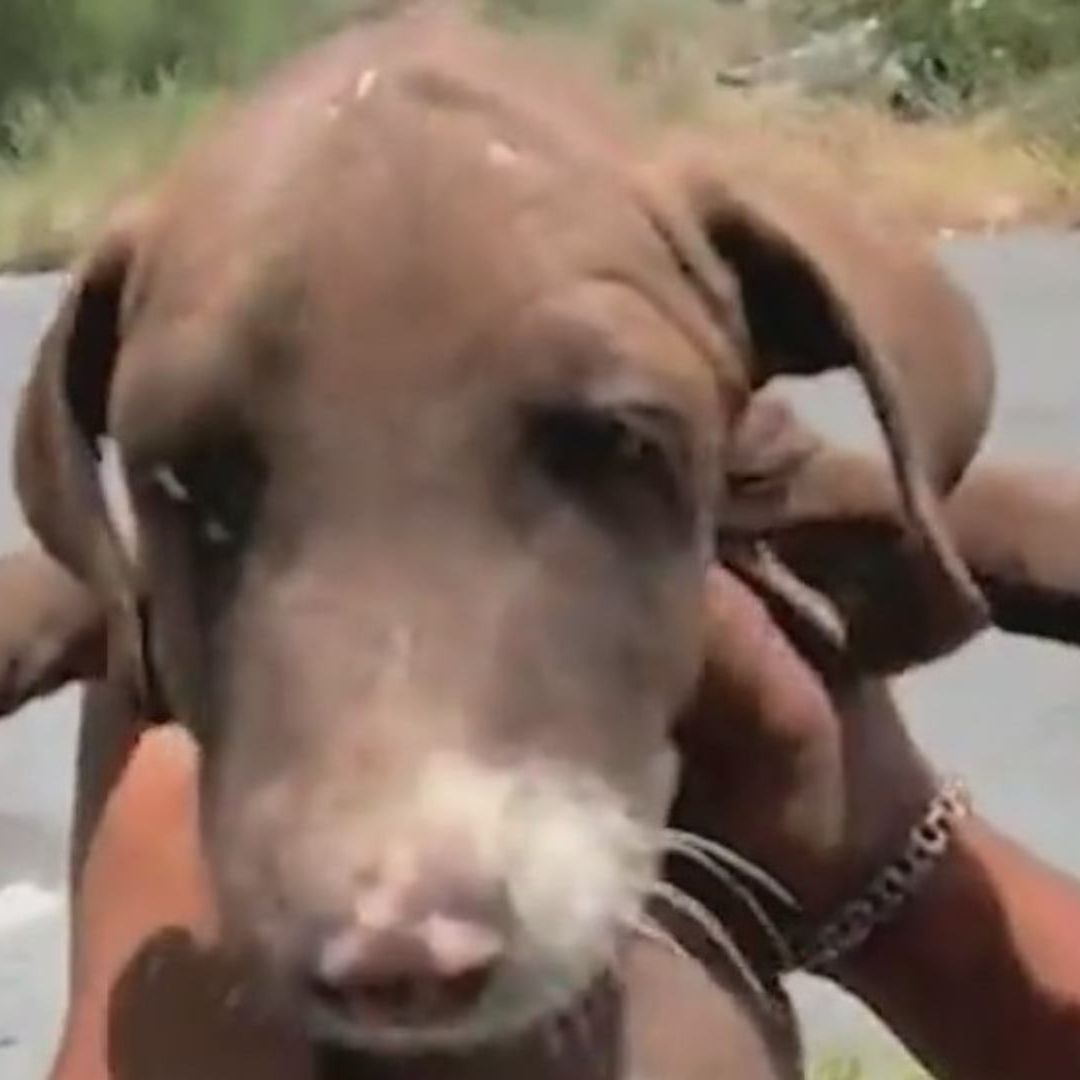 Perrito rescatado