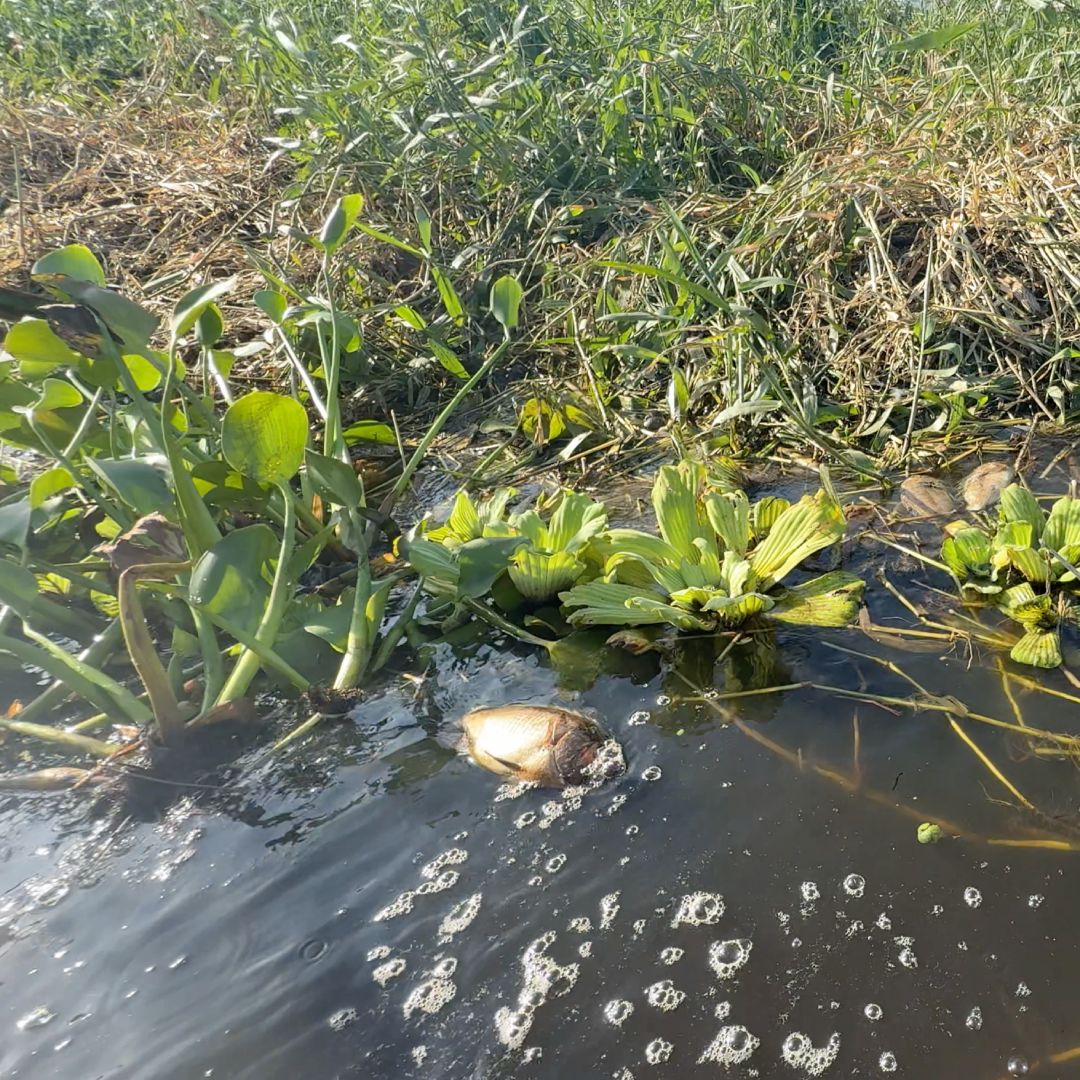 Mortandad de Peces en la Cuenca de Papaloapan se Extiende a Otras Zonas de Veracruz