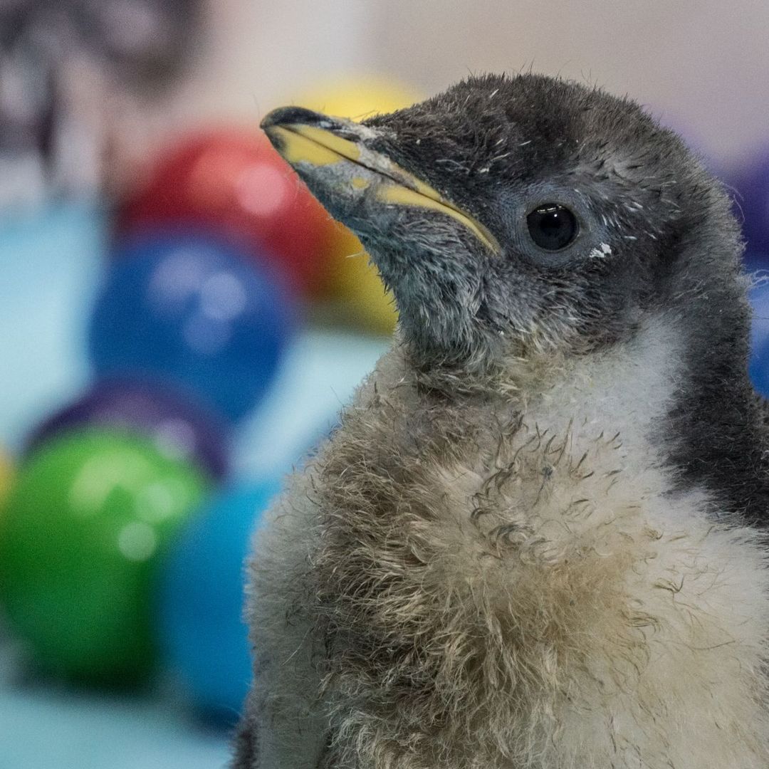 "Alex", pingüino gentoo