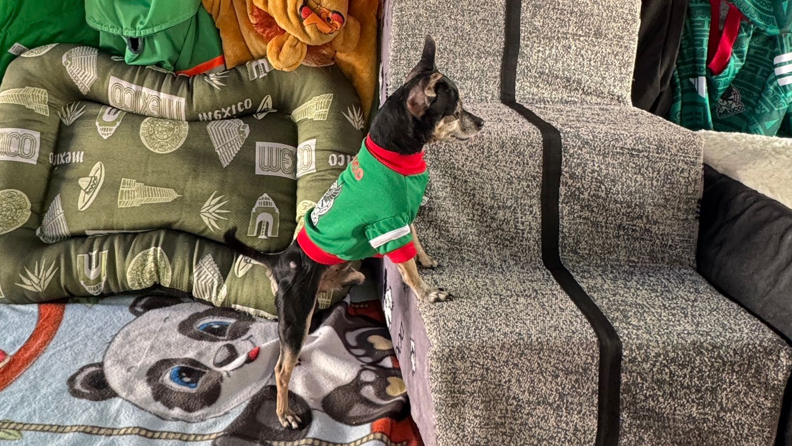 Pinky, perrito