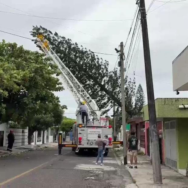 Pino de Gran Tamaño Cae por Rachas de Viento de Frente Frío No. Dos en Veracruz