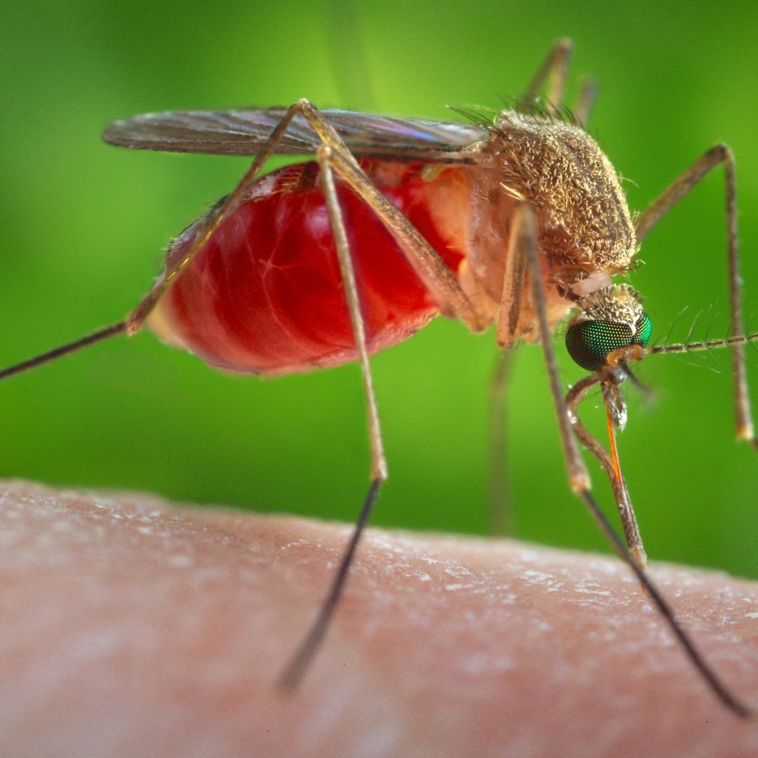 Piquete de Mosquito.