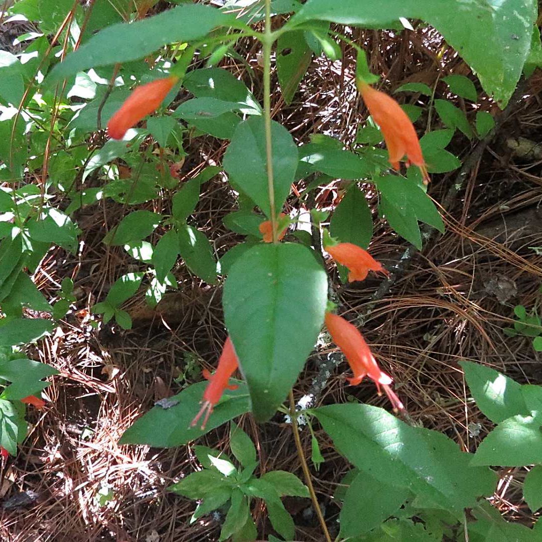 'Clinopodium macrostemum', conocida como hierba del borracho. Foto: EncicloVida Conabio