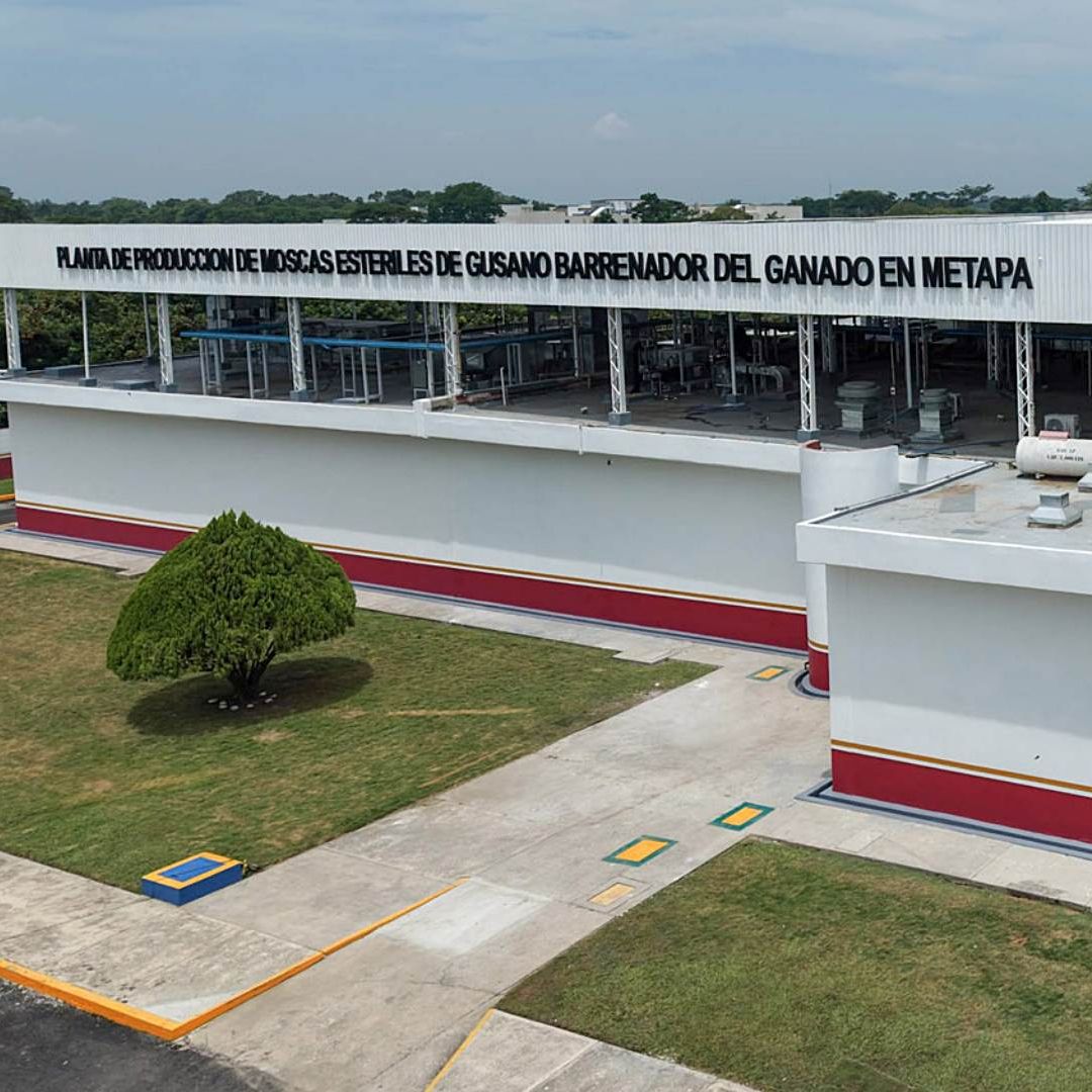 Inauguración de la planta de moscas estériles para combatir el gusano barrenador. Foto: Presidencia de la República