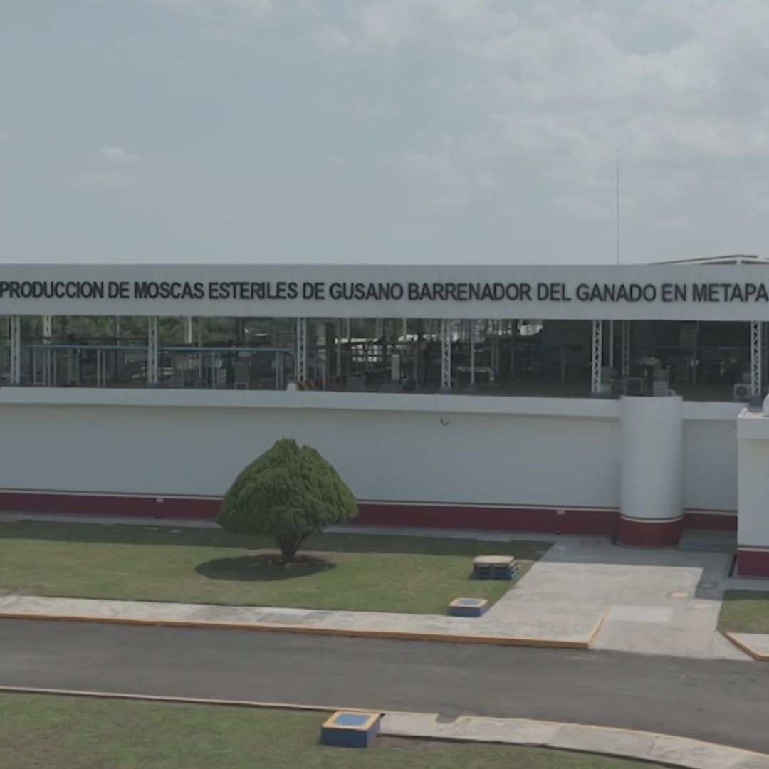 Planta de mosca estéril de gusano barrenador en Metapa de Domínguez, Chiapas