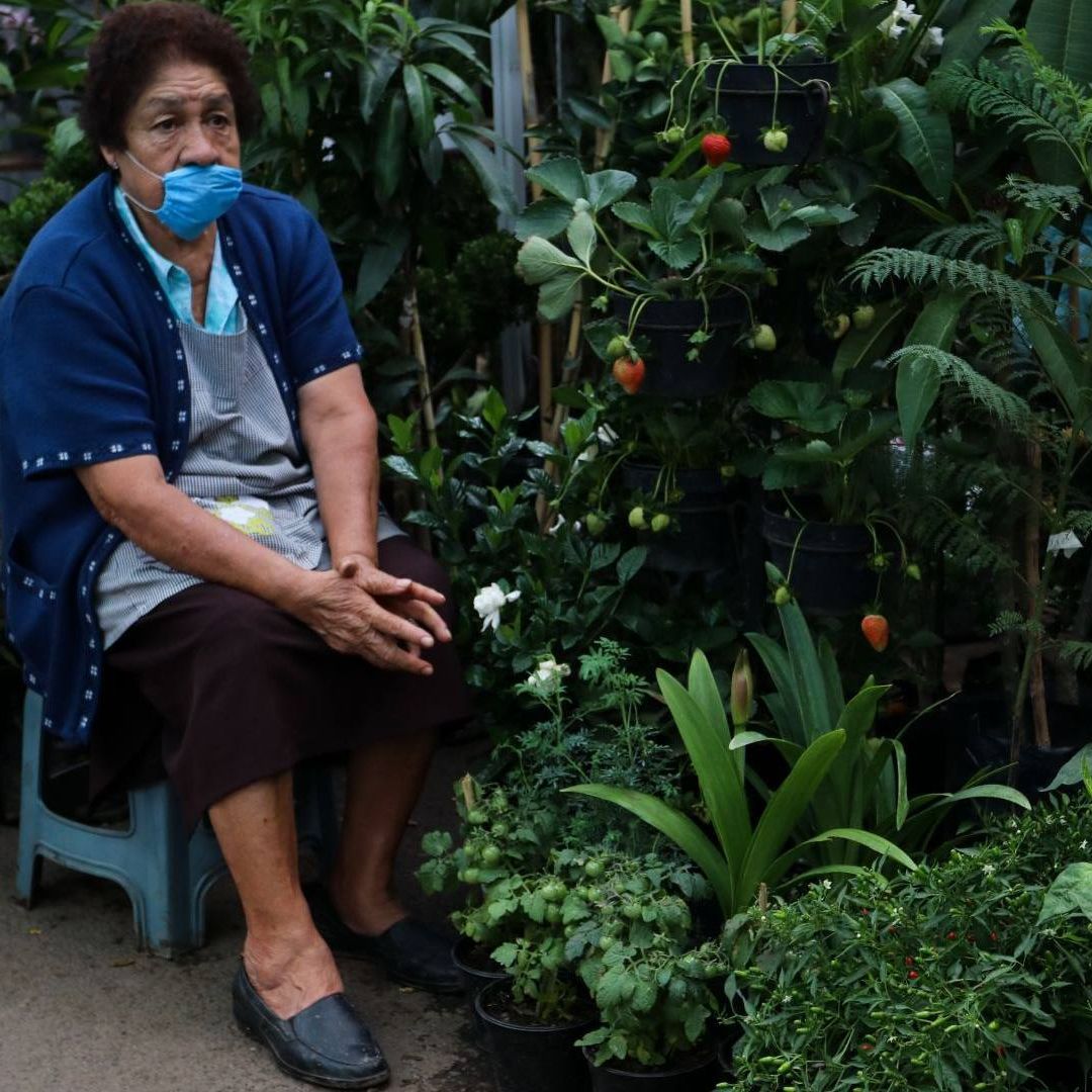Plantas que Sufren por Calor y Cómo Salvarlas