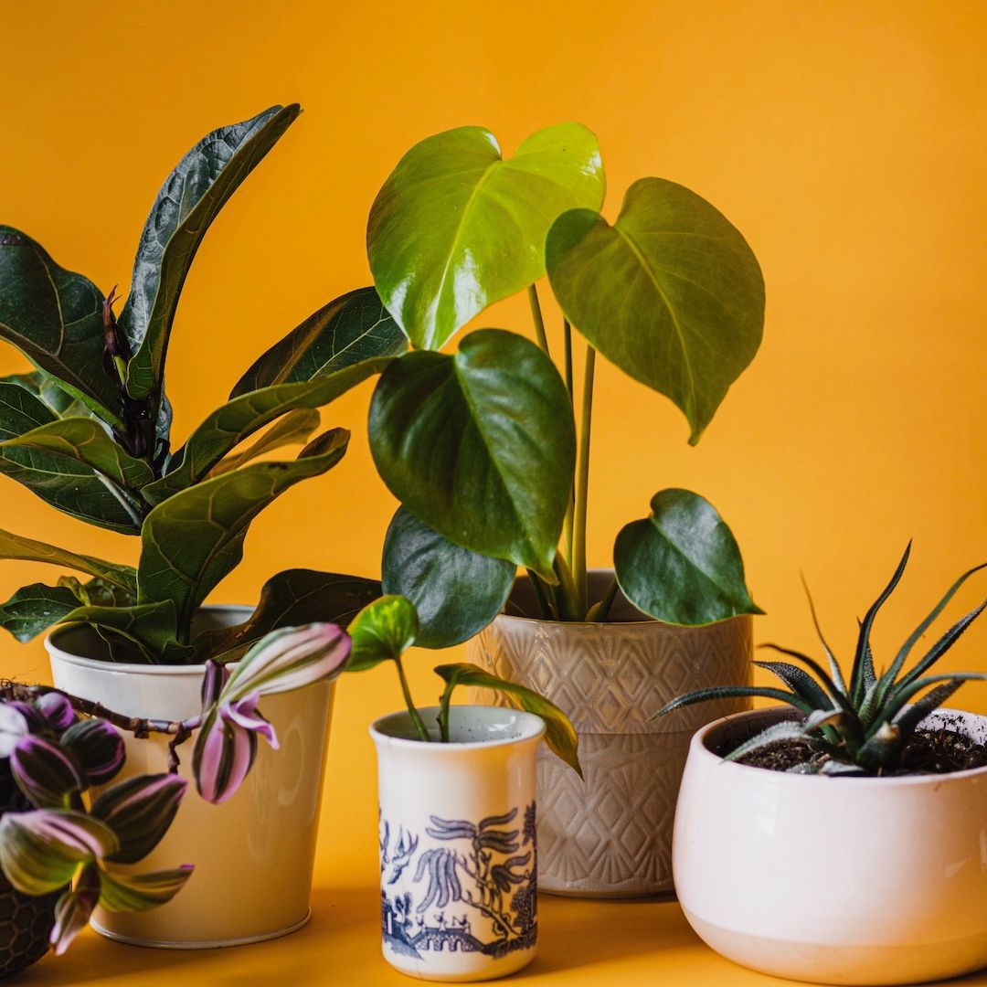 Plantas de interiores