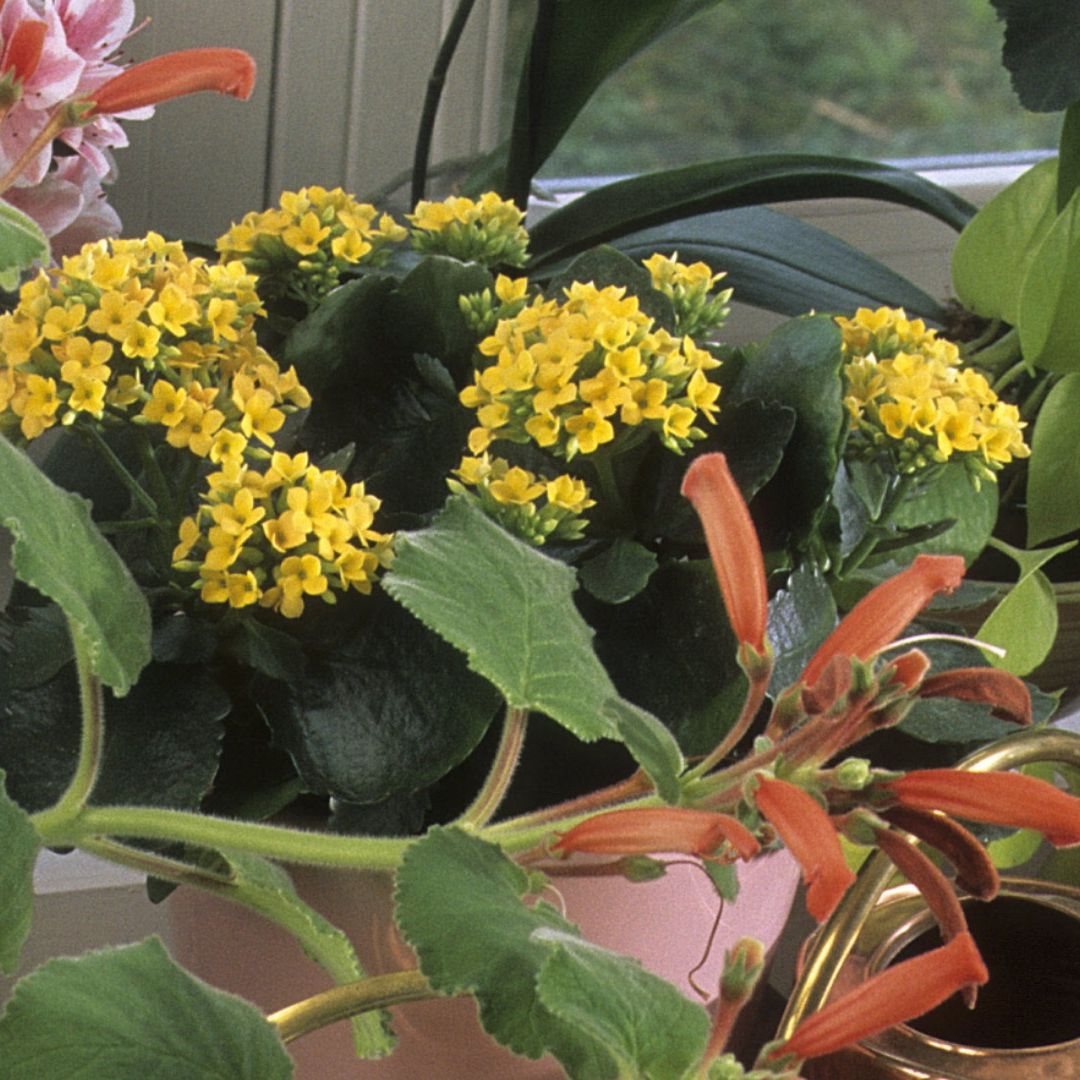Planta Kalanchoe