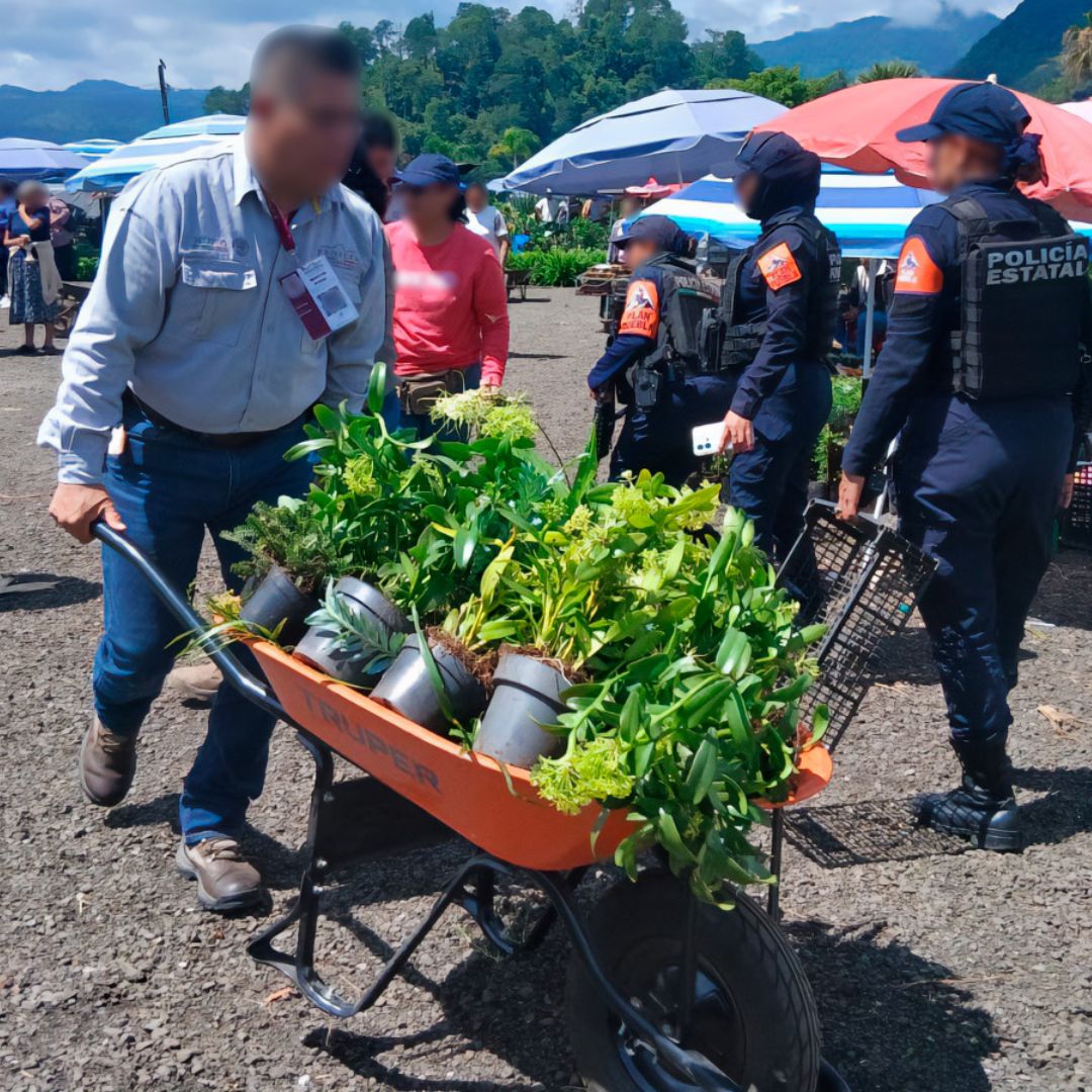 171 Plantas Silvestres Aseguradas Tianguis Ambulante Parador Turístico Tizoc Huauchinango Puebla