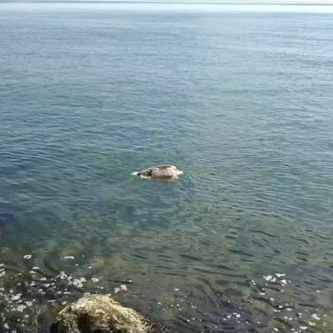 La tortuga fue encontrada en avanzado estado de descomposición. Foto: Víctor Yáñez