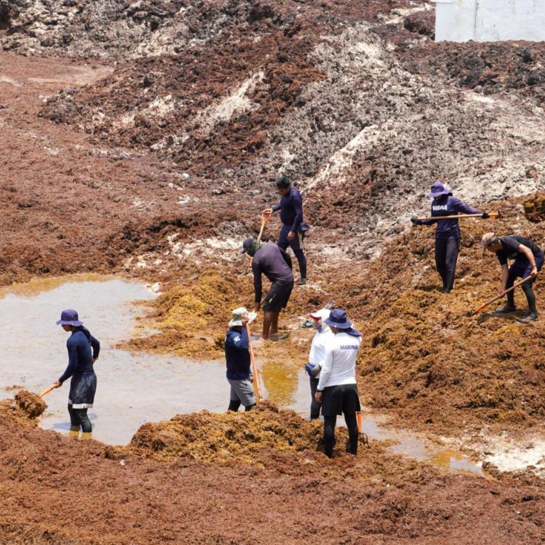 Presencia masiva de sargazo en Playa del Carmen, Quintana Roo