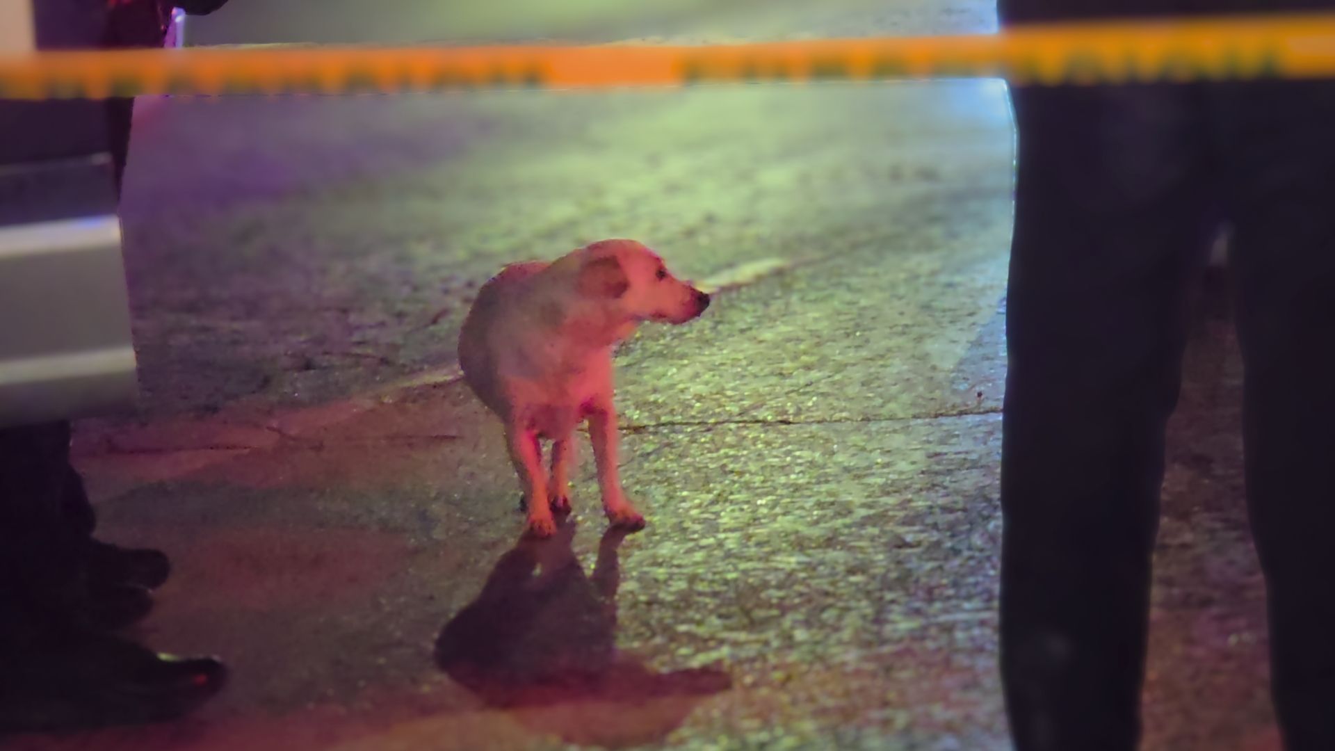 Hombre Muere Atropellado por Camión en Ciudad Juárez; Iba Acompañado de su Perro