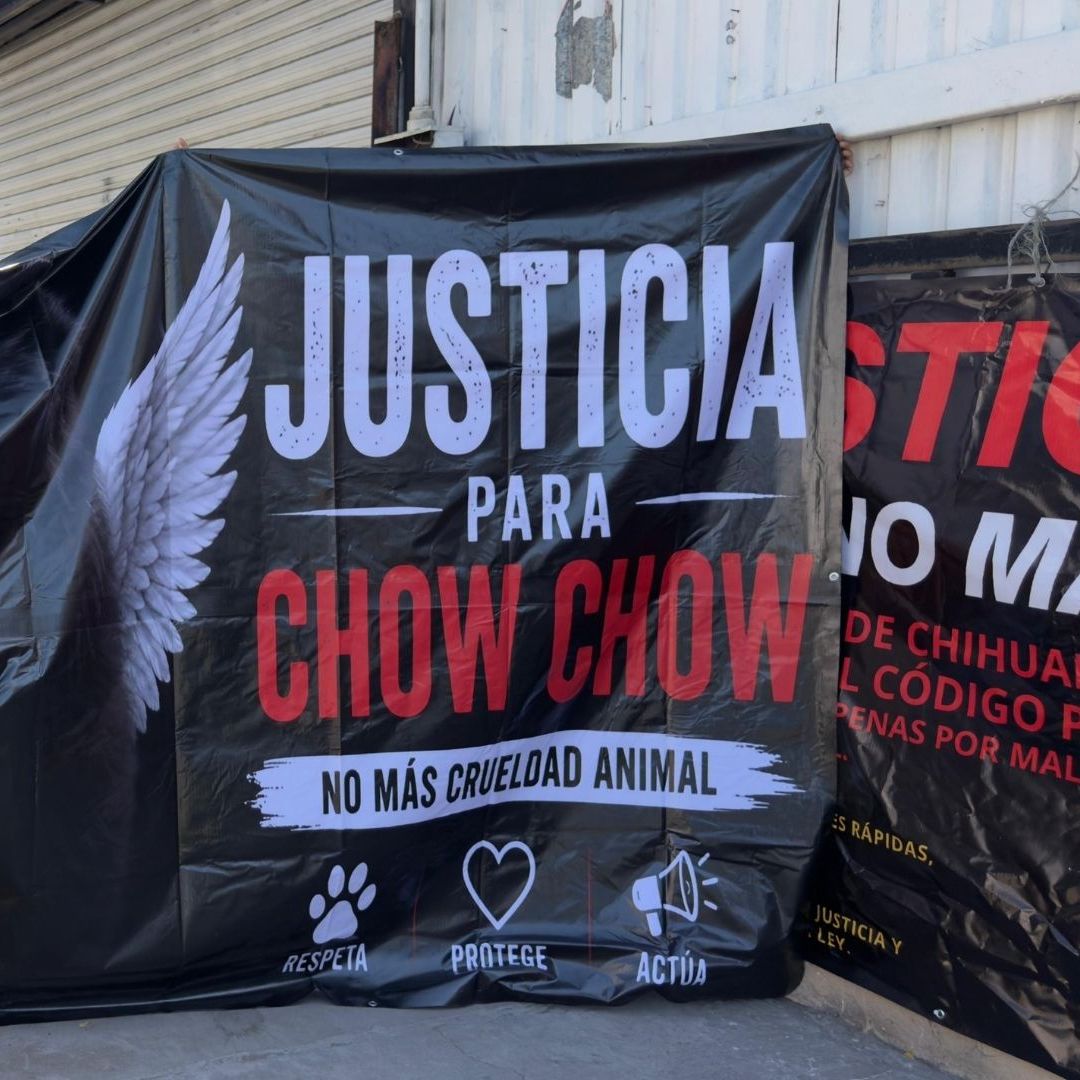 Exigen justicia por la muerte de Chow Chow