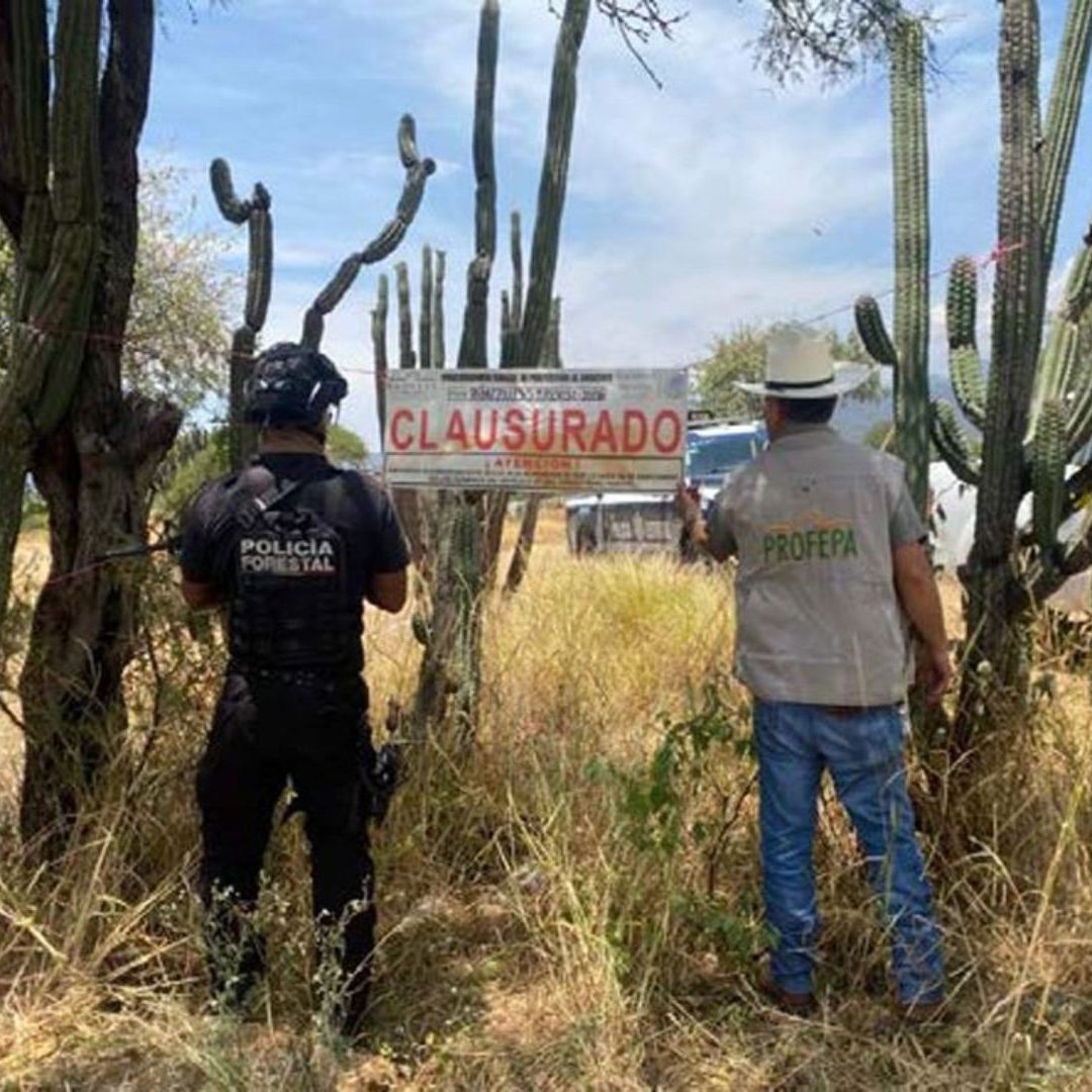 Predio Clausurado Cambio Uso Suelo sin Permiso Devastación Plantas Medio Ambiente Ajalpan Puebla