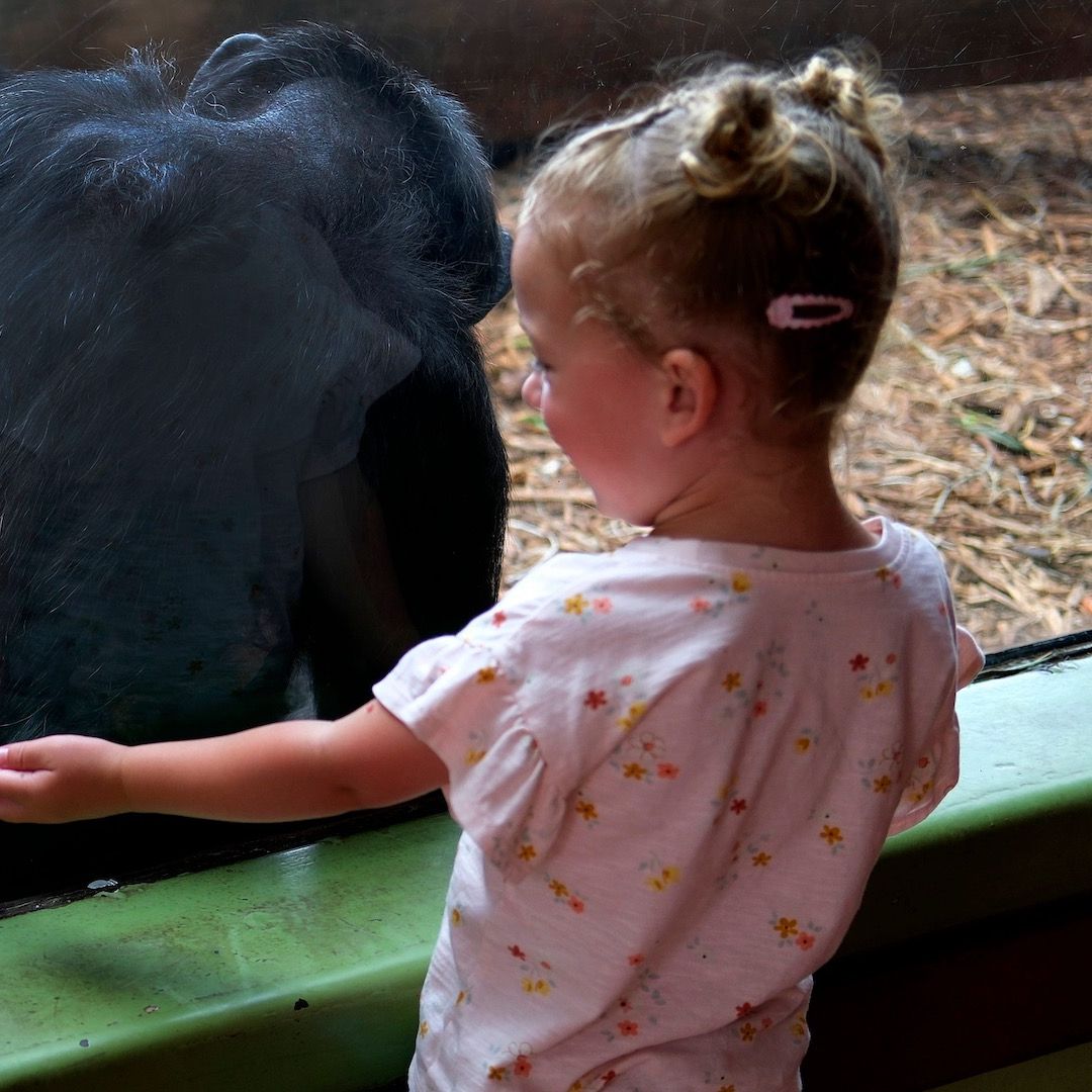 Niña y chimpancé