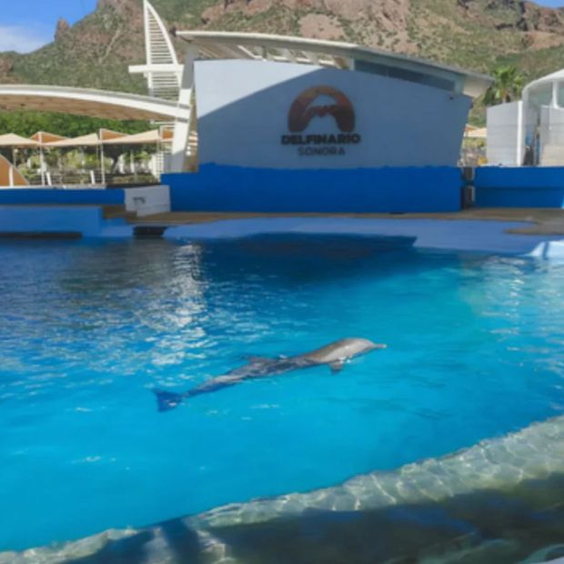 Muerte del Delfín Mohana en Sonora: Profepa Informa Avances de Investigación