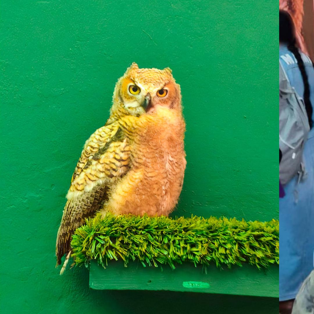 Rescatan Ejemplares de Fauna Silvestre; Eran Vendidos en Feria de Veracruz
