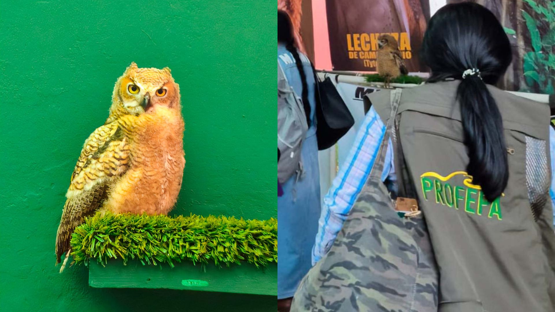 Rescatan Ejemplares de Fauna Silvestre; Eran Vendidos en Feria de Veracruz