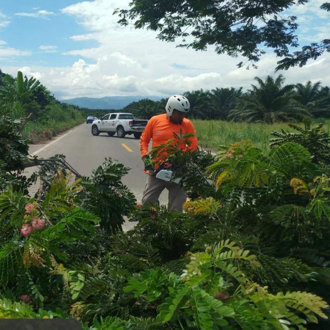 Elementos de Protección Civil de Chiapas retiran un árbol caído debido a las lluvias