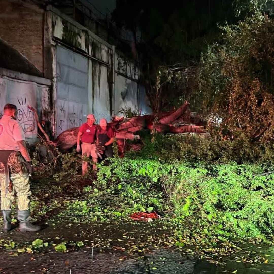 Elementos de Protección Civil de Tlaquepaque, en Jalisco, responden a una emergencia por árbol caído