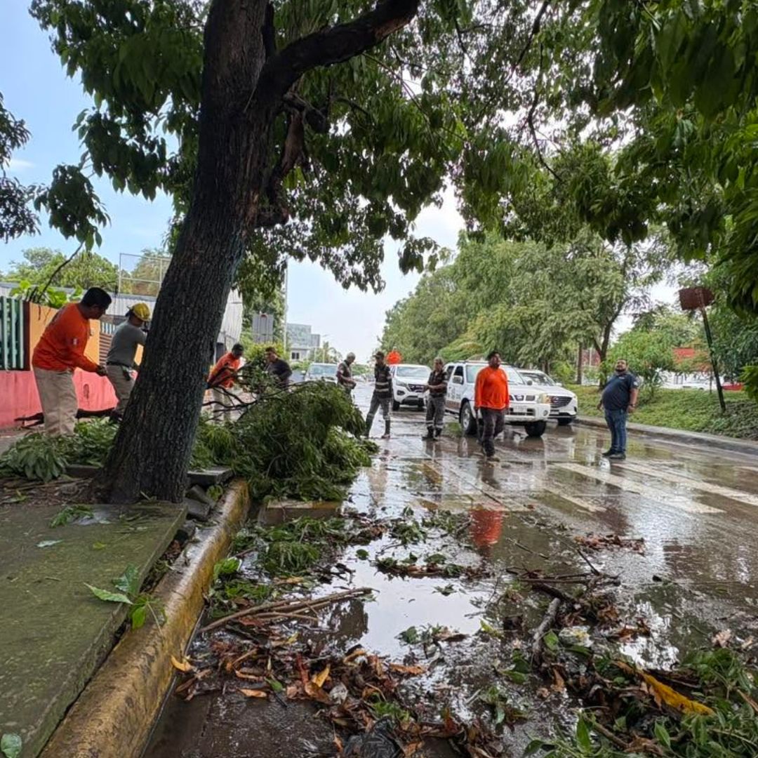 Protección Civil de Tapachula, Chiapas, atiende emergencia por caída de árboles debido a las fuertes lluvias