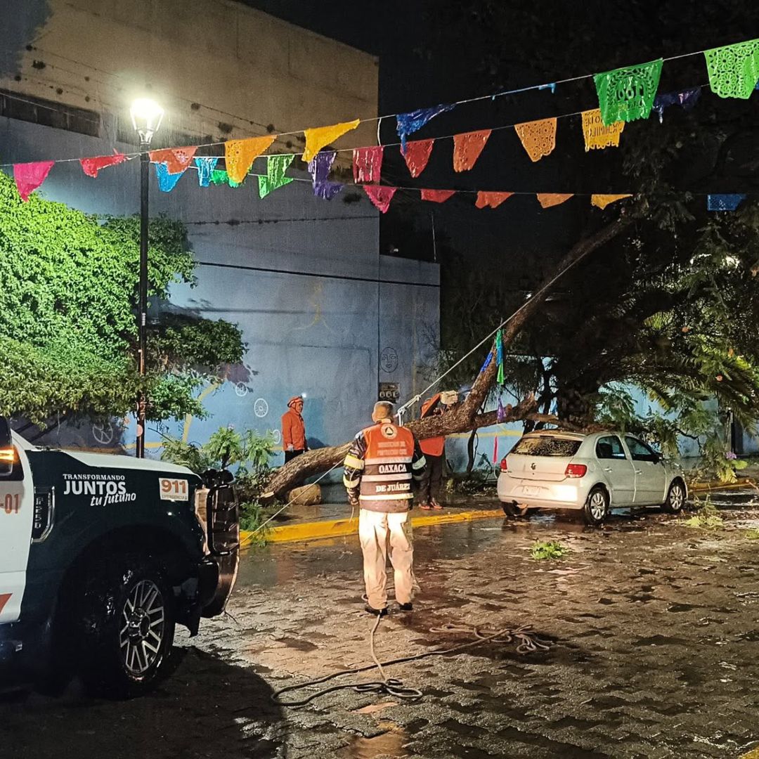 Elementos de Protección Civil de Oaxaca atienden la caída de un árbol