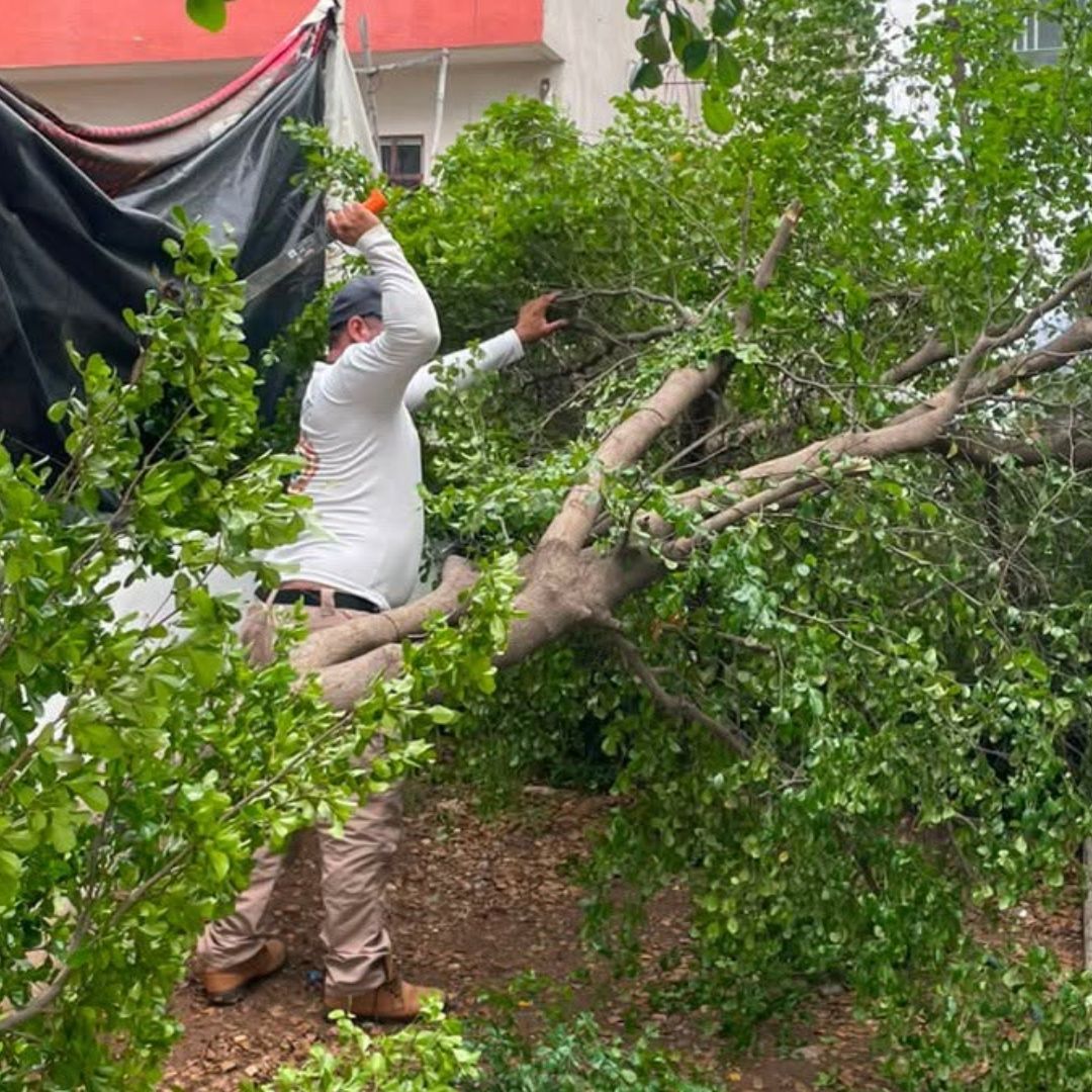 Un elemento de Protección Civil de Culiacán retiran un árbol caído tras una jornada de lluvias