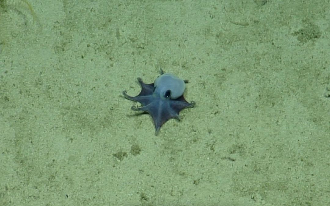 Pulpo del tamaño de una pelota de golf