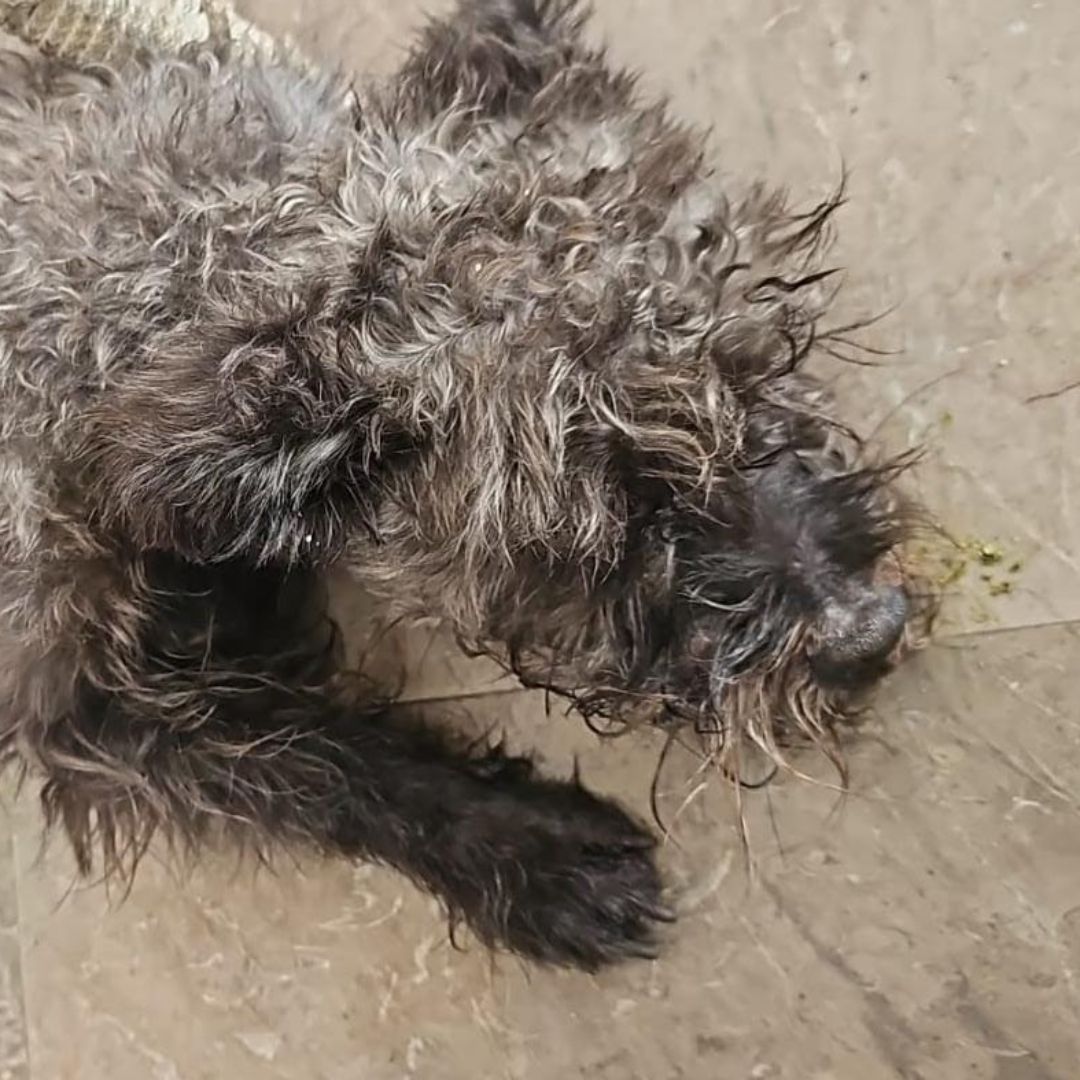 Pulsi' No Murió, Sobrevivió a Descarga Eléctrica en Metro CDMX y ya lo Adoptaron