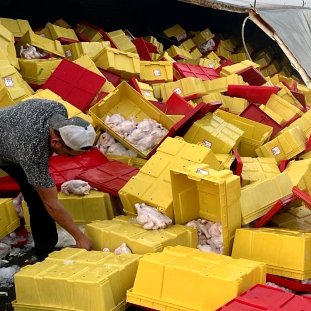 Trailer vuelca y tira cargamento de pollos en Montemorelos