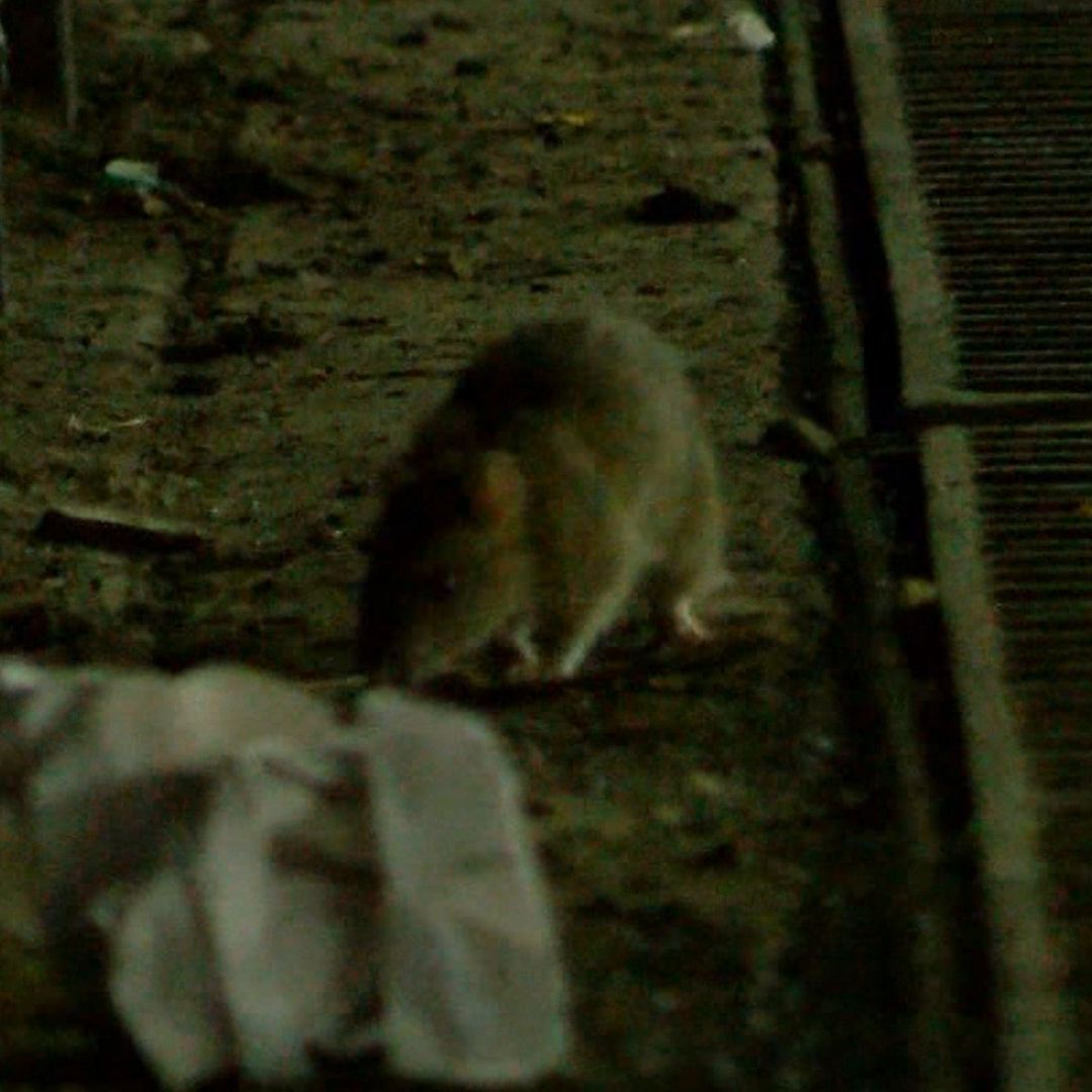 Ratas