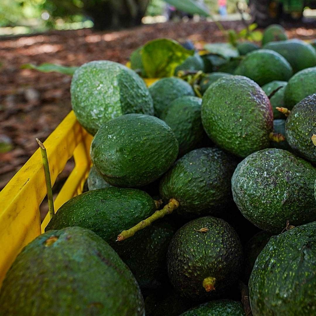 Aguacates