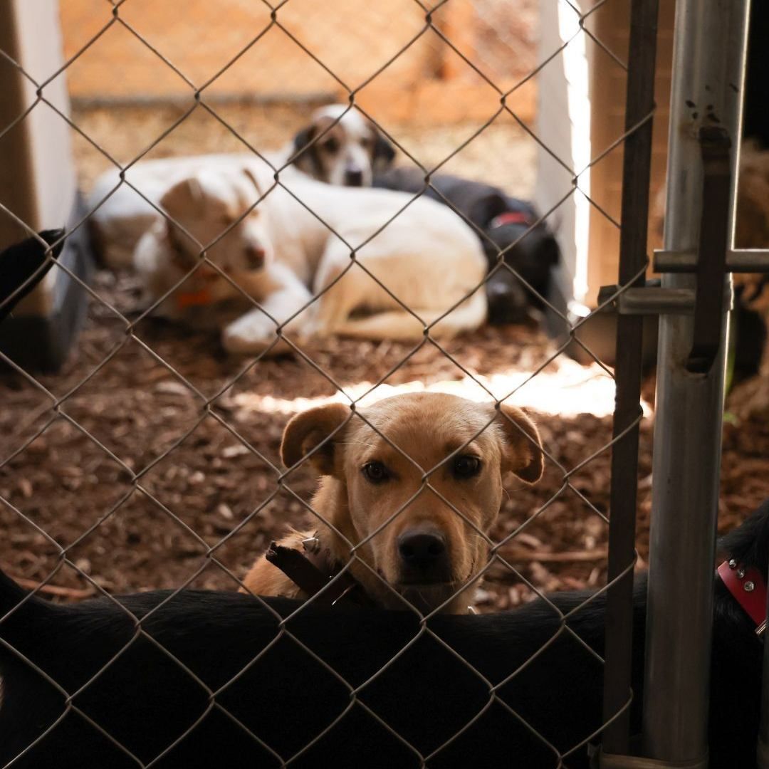 Perros del Refugio Franciscano . Foto: Cuartoscuro | Archivo