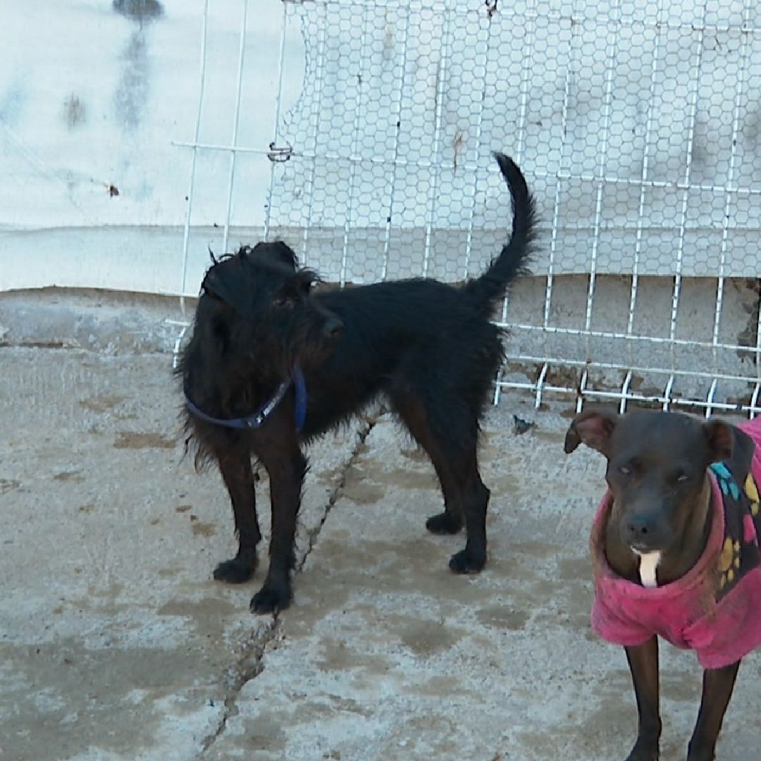 Perros