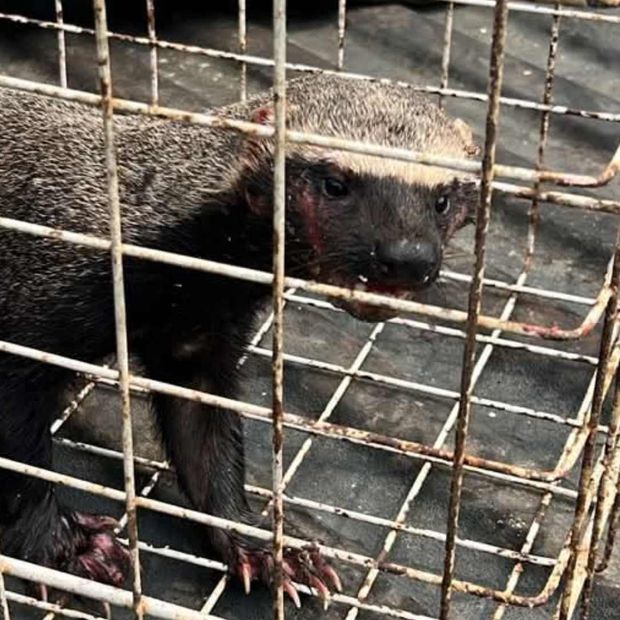 Un grisón protegido fue asegurado y entregado a PROFEPA para su valoración y conservación