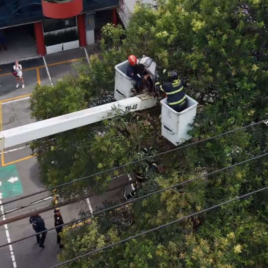 Rescate de un hombre que subió a un árbol