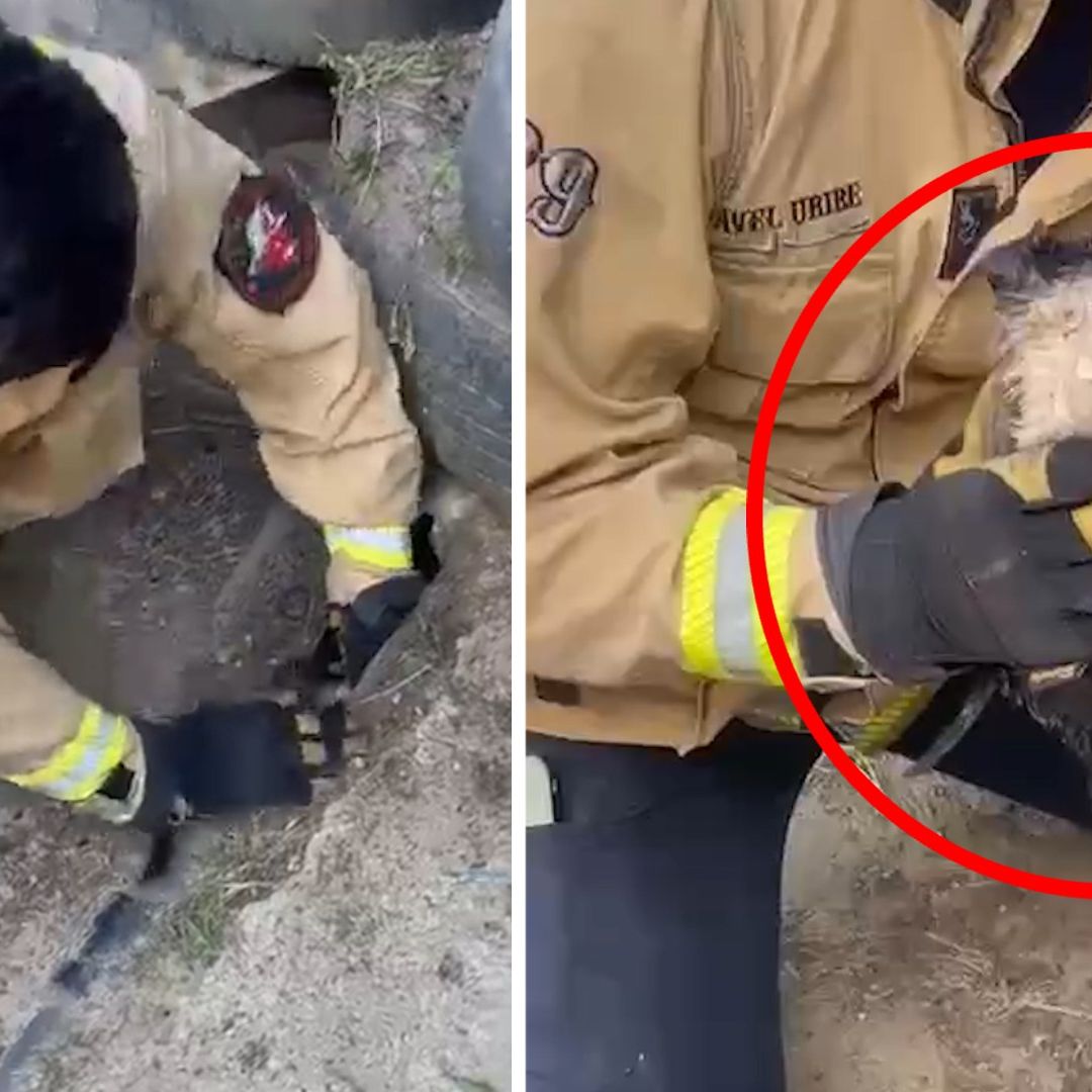 Rescatan a Cachorro