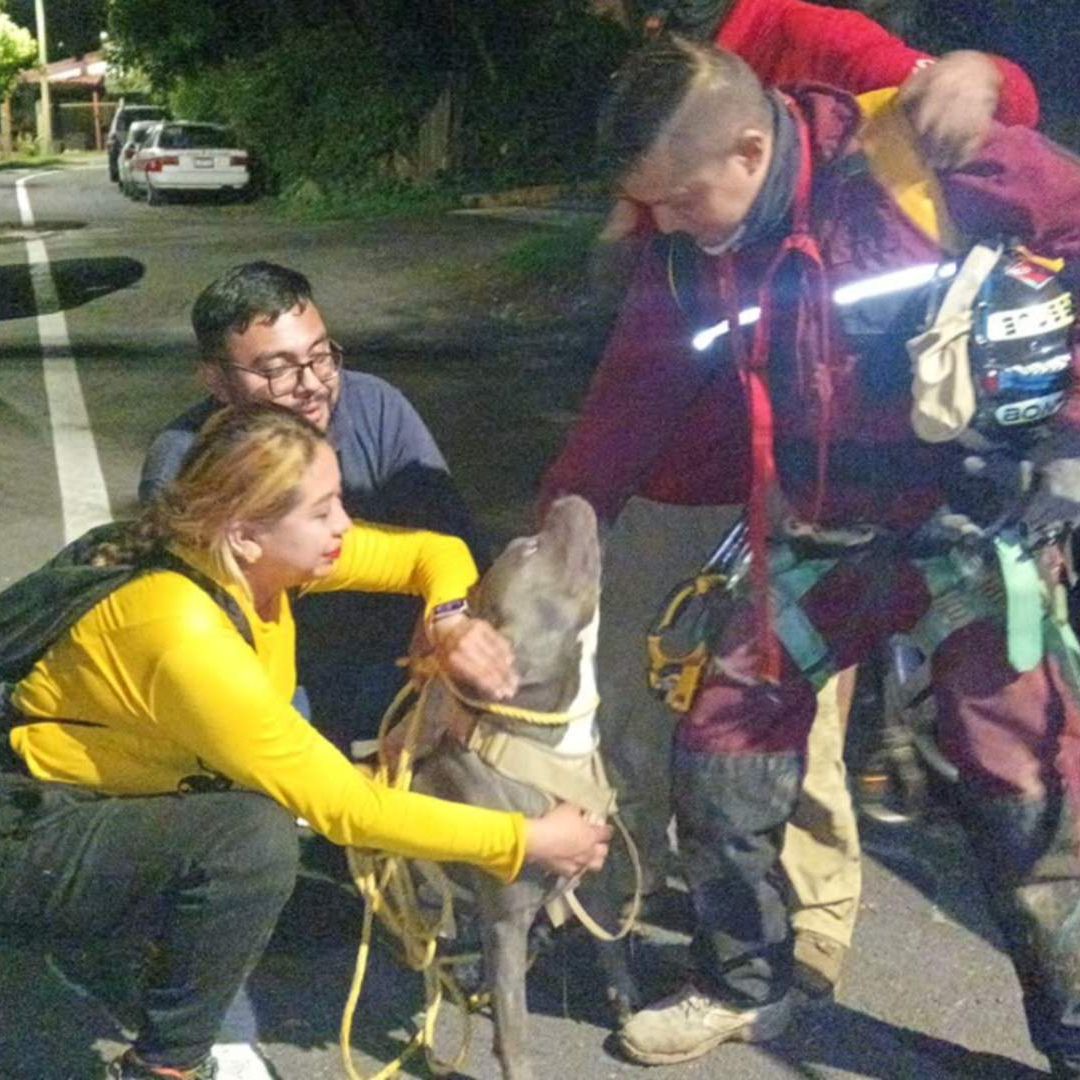 Rescatistas ponen a salvo a un perro pitbull que cayó a un barranco de 80 metros en Orizaba, Veracruz