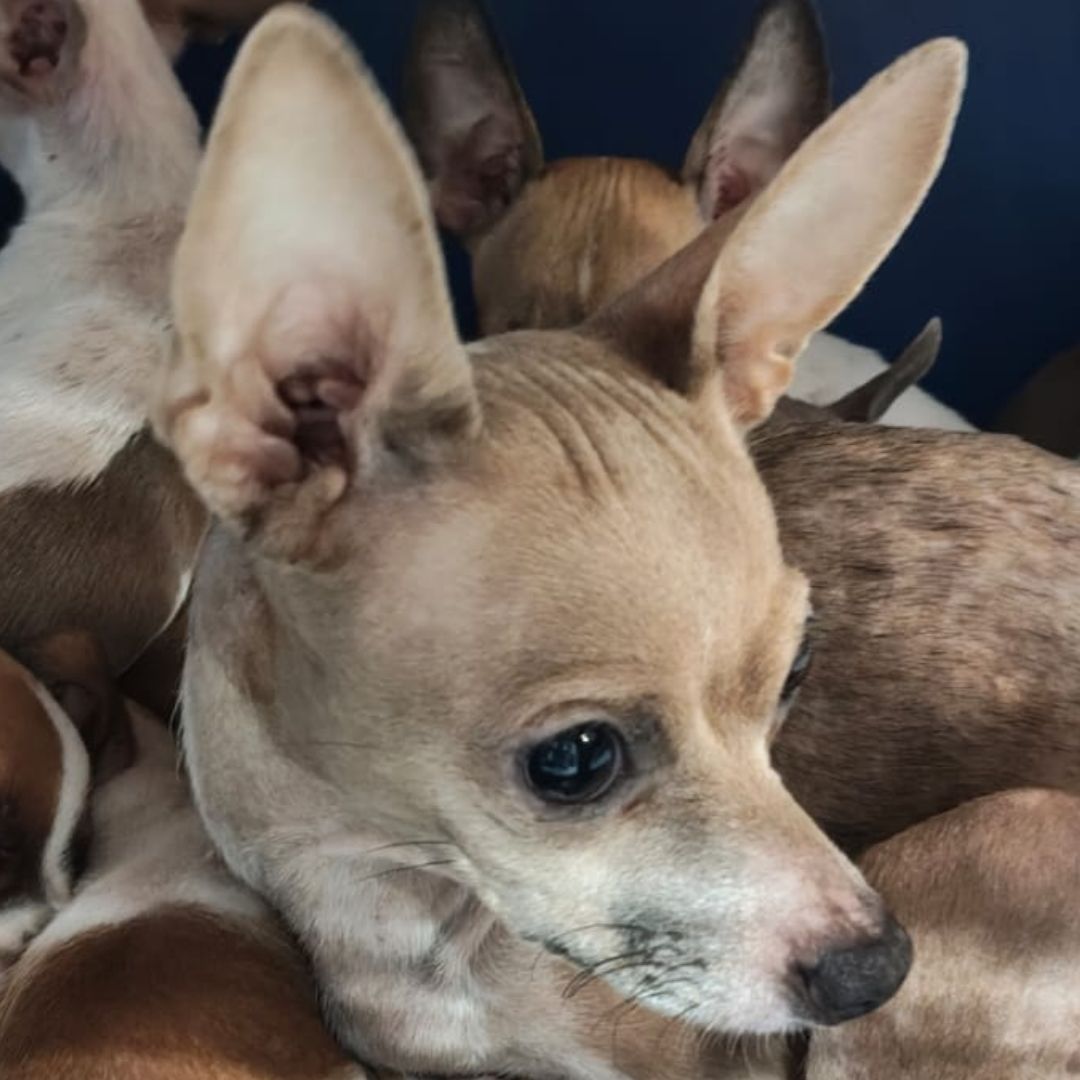 Rescatan a 39 Perros en Xalapa; Los Reproducían para su Venta Clandestina